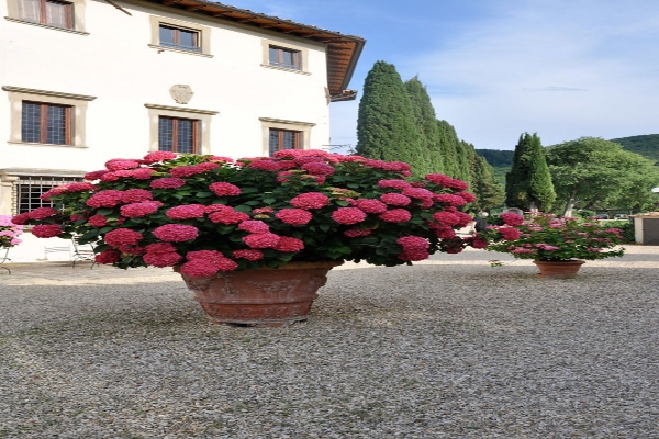 Hotel Villa Campestri Olive Oil Resort